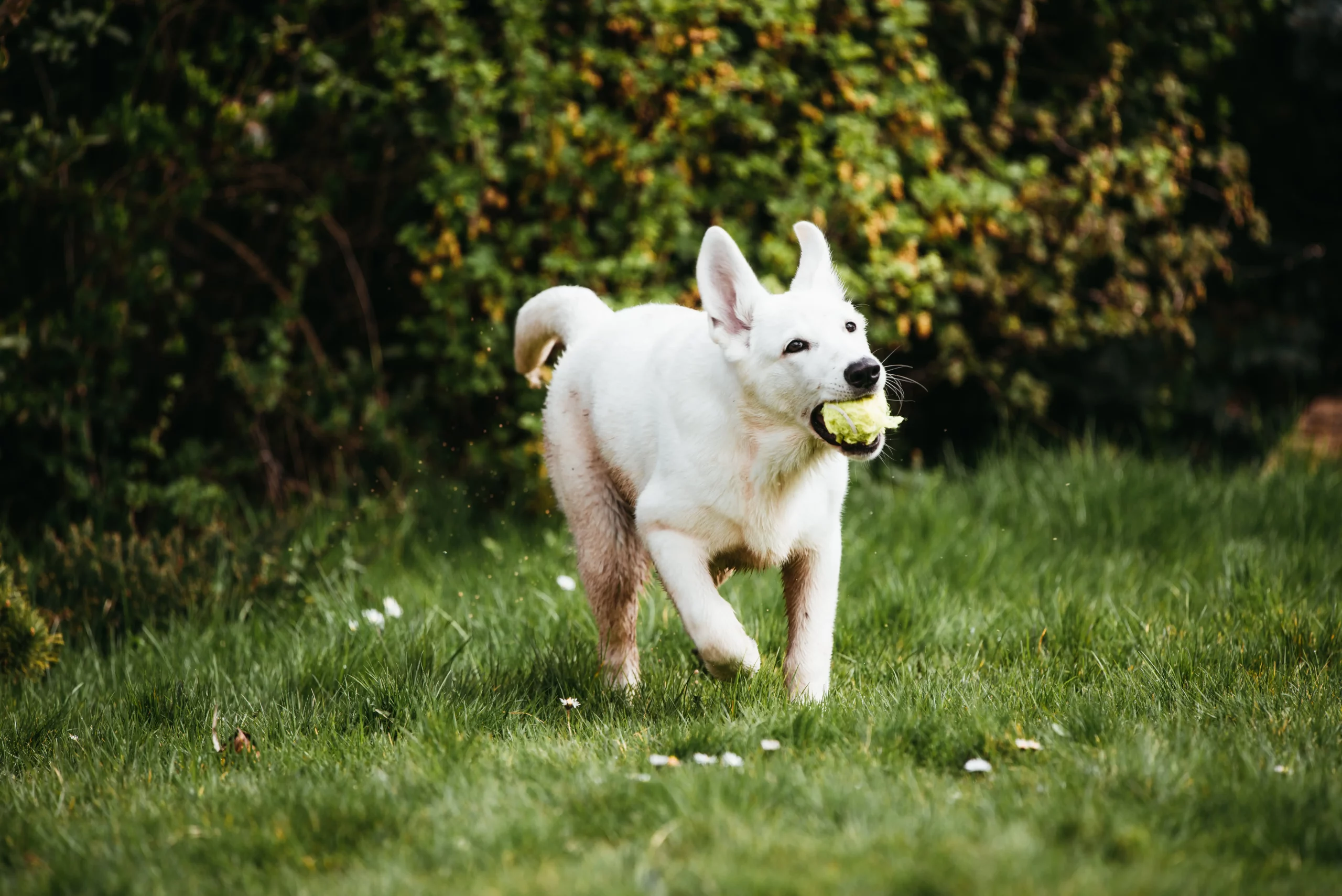 profesionální fotografie domácích mazlíčků, pes, štěně, švýcarský ovčák